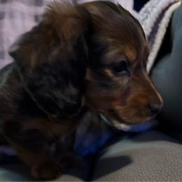 Girl 1 - Cream female Dachshund puppy in Alabaster, Alabama from Doxies of Olympus