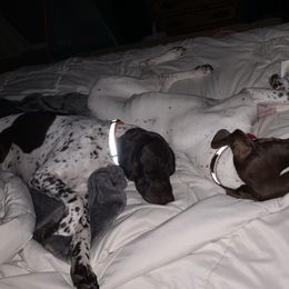 German Shorthaired Pointers from Outback Kennels