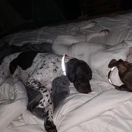 German Shorthaired Pointers from Outback Kennels