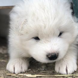 Samoyed Puppies from Morning Star Samoyeds