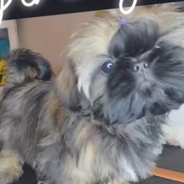 Lil Ginny - Sable female Shih Tzu puppy in Riverside, California from Raincross Shih Tzu