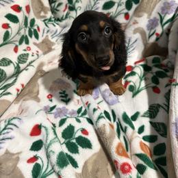 Odis - Black and tan male Dachshund puppy in Mountain Home, Arkansas from Furry Friends Kennel