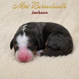 Jackson - Blue merle male Bernedoodle puppy in Milton, Florida from Sutton Place Doodles