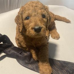 Maple - Lavender Collar - Apricot female Goldendoodle puppy in Brea, California from Dhalia’s Doodles
