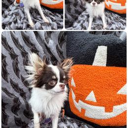 Gumdrop- SPAYED 3.5 lbs - Chocolate and white female Chihuahua puppy in Williamsburg, Virginia from PAWSitive Cheeky Chihuahua LLC