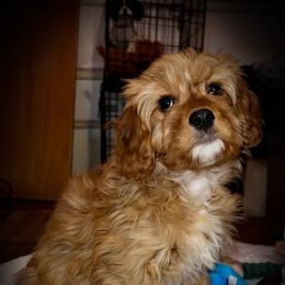 Shirley - Red female Cavapoo puppy in Maple Grove, Minnesota from Honey Bit Kennels