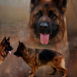 German Shepherds from Holtz German Shepherds