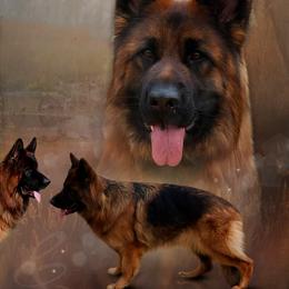 German Shepherds from Holtz German Shepherds