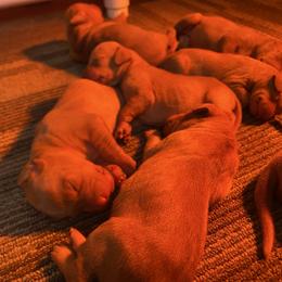 Girl 2 - Golden rust female Vizsla puppy in Riverview, Indiana from Kismet Vizslas