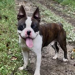 Gator - Boston Terrier
