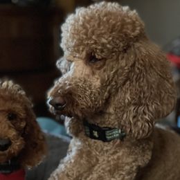 Phoenix - Poodle