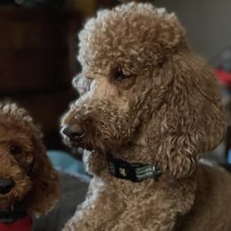 Phoenix - Poodle