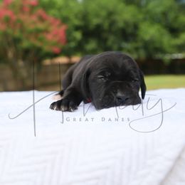 Jasper - Black male Great Dane puppy in Denison, Texas from Hundeity Great Danes