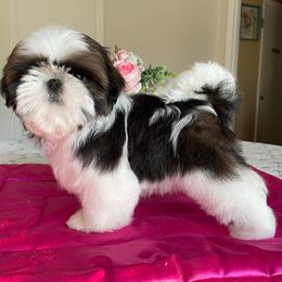 Shih Tzus from Cheryl Strak's Shih Tzus