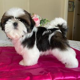 Shih Tzus from Cheryl Strak's Shih Tzus