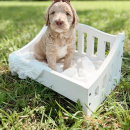 Queenie - Apricot female Goldendoodle puppy in Ooltewah, Tennessee from Allison Family Doodles
