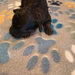 Phantom female - Phantom female Poodle puppy in Louisville, Mississippi from Cindy's Poodles
