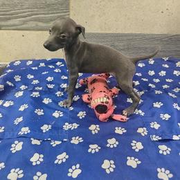 Ada - Blue female Italian Greyhound puppy in Dallas, Texas from Oremor's