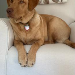Dachshund and Labrador Retriever Puppies from Honeydew Ranch