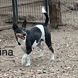 Nina/Meanie - Rat Terrier