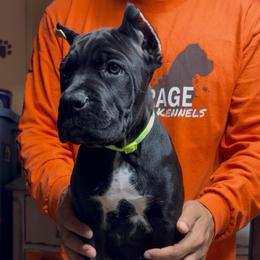 Green Collar - Black female Cane Corso puppy in Clewiston, Florida from Far From Average Kennels