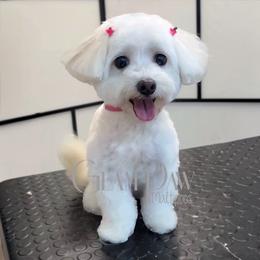 Lucy - Maltese