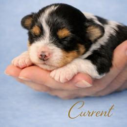 Boy 1 - male Havanese puppy in Kinston, North Carolina from Colhaven Havanese