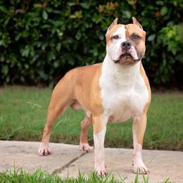 Rocky - American Staffordshire Terrier