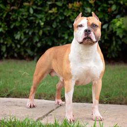 Rocky - American Staffordshire Terrier