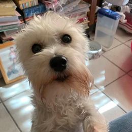 Zeta - Miniature Schnauzer