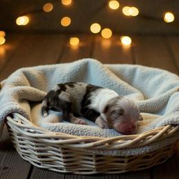 Opal - Red merle female Australian Shepherd puppy in Statesville, North Carolina from Charming Australian Shepherds
