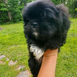 Tippy - Black and white male Shih Tzu puppy in Crystal, Michigan from Hill Top shih-tzu