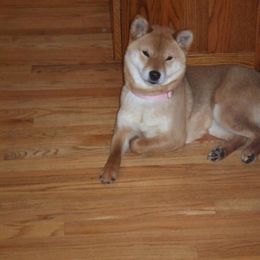 Shiba Inu All Grown Up from Aria Show Dogs