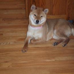 Shiba Inu All Grown Up from Aria Show Dogs