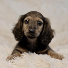Tess 5000 dollars - Cream female Dachshund puppy in Crystal, Michigan from Mare-bella Dachshunds