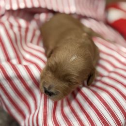 Red girl - Red female Cavapoo puppy in O'fallon, Missouri from Sister Sister Cavapoos