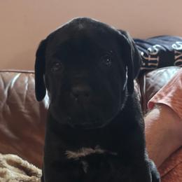 Orange girl - Black female Cane Corso puppy in Mc Ewen, Tennessee from Worldwide Kennels