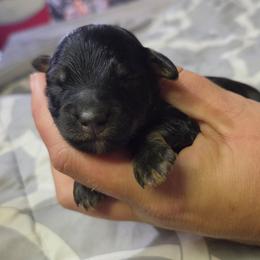 Donatello - Black and tan male Cockapoo puppy in Ellensburg, Washington from Dawn to Dusk Cockapoos