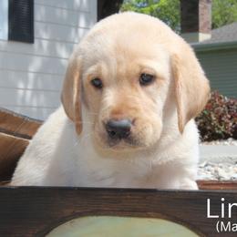 Lime Collar - Yellow male Labrador Retriever puppy in Herington, Kansas from FowlMasters Outfitters & Kennels