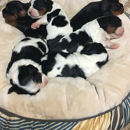 Cavalier King Charles Spaniel Puppies from Colorful Cavaliers
