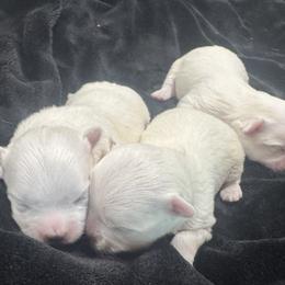 Female 2 - White female Maltese puppy in Cisco, Texas from Fancy Pants Maltese