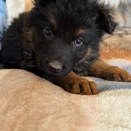 Shaggy - Black and tan male German Shepherd puppy in Jennings, Kansas from Lost Creek German Shepherds LLC