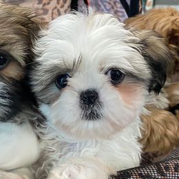 Shih Tzus from South Central Shih Tzus