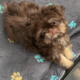 Marvelous and Mischievous Monkey Boy - Chocolate and tan male Shih Tzu puppy in Scottsdale, Arizona from 🌗 New Moon Shih Tzu 🌗
