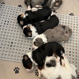 Australian Mountain Doodle and Bernedoodle Puppies from Boxwood Doodles