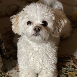 Charlie - Cavapoo