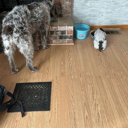 Peasley-Bell - Brown and gray female Wirehaired Pointing Griffon puppy in Grangeville, Idaho from Happy Hollow Griffons