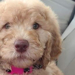 Catahoula Leopard Dogs, Goldendoodles, Poodles, and Sheepadoodles from Prospect Catahoula Farms, LLC