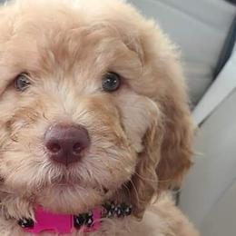 Catahoula Leopard Dogs, Goldendoodles, Poodles, and Sheepadoodles from Prospect Catahoula Farms, LLC