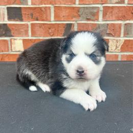 Peach - Black and white female Pomsky puppy in Henderson, Kentucky from Paris Pomskies